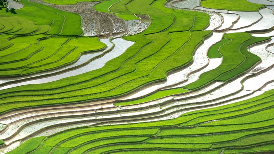 Grow Asia image